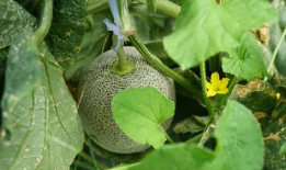 瓜姐今日吃瓜今日大瓜,揭秘今日大瓜背后的真相