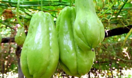 今日吃瓜必吃大瓜每日分享下一句,每日分享幕后真相