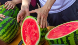 西昌今日吃瓜,瓜田里的新鲜事儿