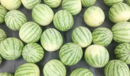 九一吃瓜今日吃瓜网,今日热点事件大盘点